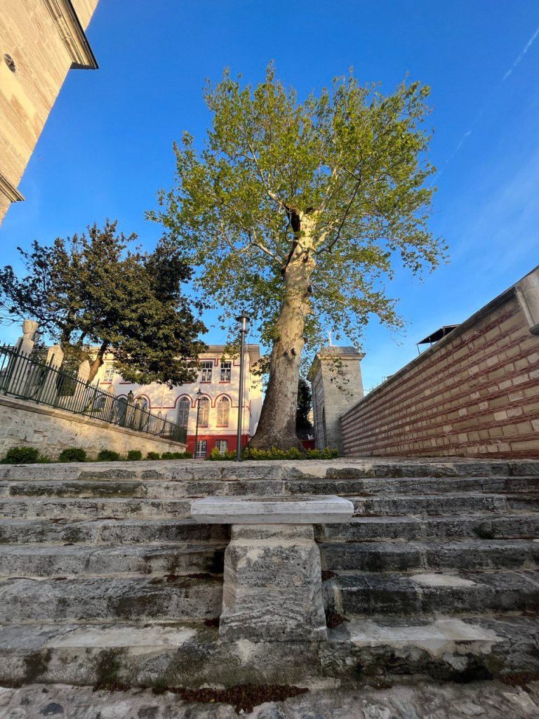 Pedestal and tree