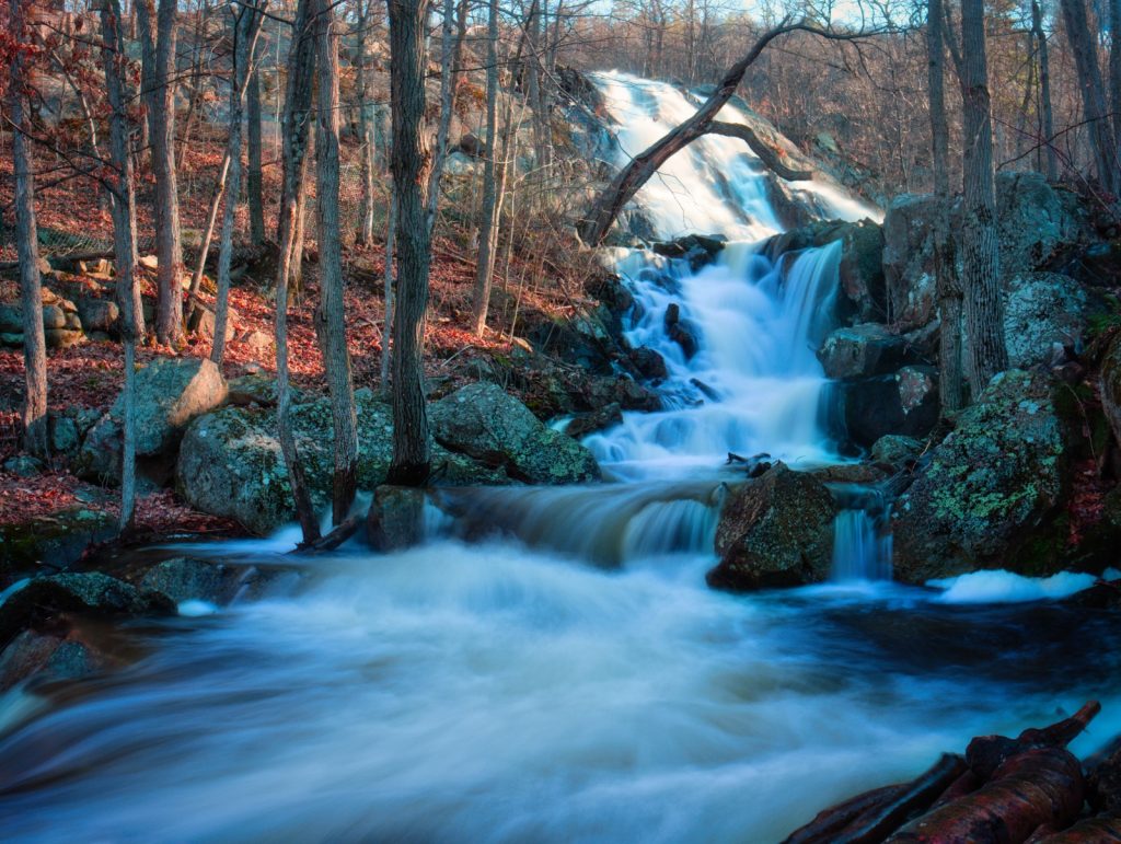 Forest and stream