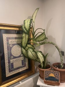 Plant bending towards hilya